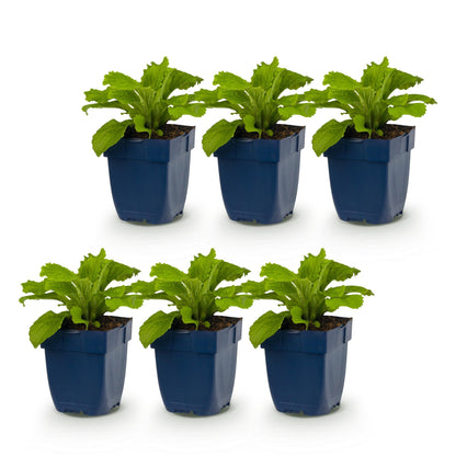 Fingerhut 'Dalmatian Purple' – Digitalis purpurea 'Dalmatian Purple' – 6 Pflanzen – Topf Ø11cm – Bienenfreundliche Staude für Garten & Balkon