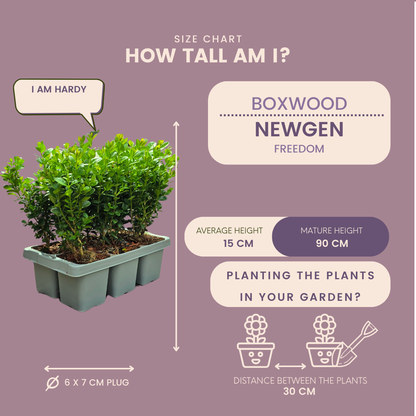 Buchsbaum – Buxus NewGen Freedom – 12 Pflanzen – Ø7 cm Topf – ca. 15 cm hoch – winterhart & pilzresistent – ideal für Hecken & Formschnitt 