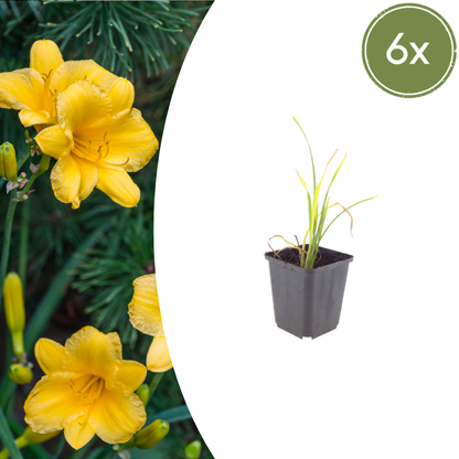 Hemerocallis Stella de Oro – 6 Pflanzen – Ø9cm – Höhe 10-25cm – Goldgelbe Taglilie – Dauerblühende Staude – Winterhart für Beet & Steingarten