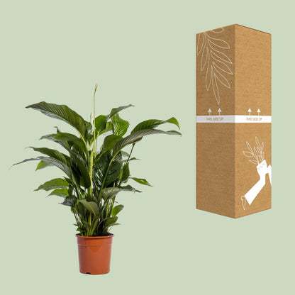 Einblatt - Spathiphyllum Bellini - Zimmerpflanze - Ø24cm - ↕100cm