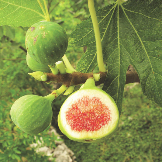 Green boutiQ - Fruit plant - Ficus carica Brown Turkey - Fig tree - Hardy - Green - Purple Fruit - 2 Plants - Pot 15cm - Height 50cm 