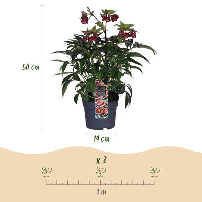 GreenboutiQ - Gartenpflanze - Lenzrose - Helleborus Dacaya - Rosa Blüte - Immergrün - Topf 19cm Höhe 50cm 
