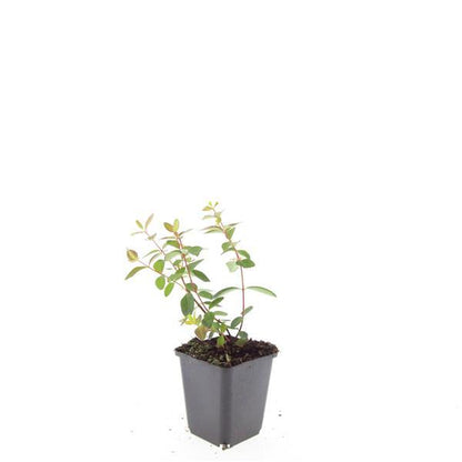 Hypericum dummeri 'Peter Dummer' – 24 Pflanzen – ↕10-25 cm – Ø9 cm – Winterhartes Johanniskraut – Gelbe Blüten – Bodendecker – Pflegeleicht 