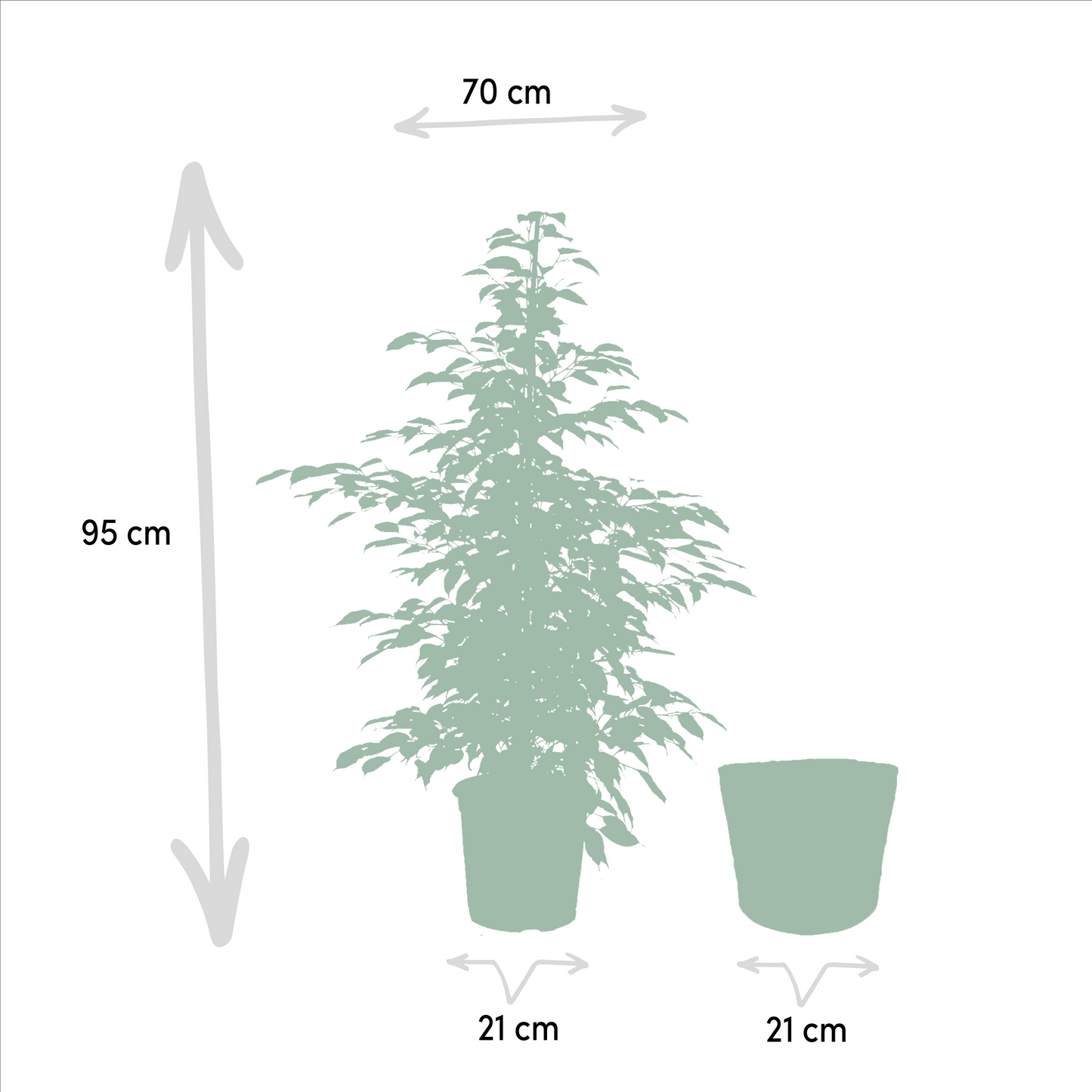 Ficus Benjamina Danielle - Ø21cm - ↕95cm + Ficus Benjamina Twilight - Ø21cm - ↕95cm + Ficus Microcarpa Moclame - Ø21cm - ↕95cm + Korb Selin 