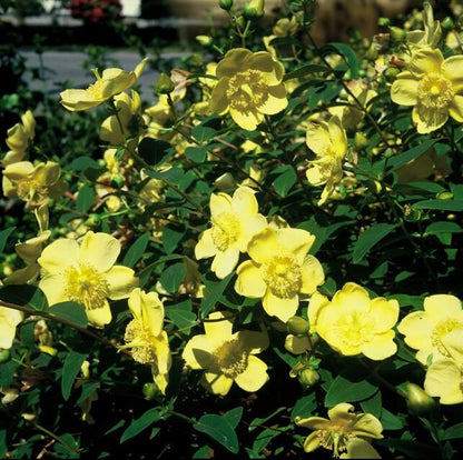 Großblumiges Johanniskraut - Hypericum 'Hidcote' - ↕10-25cm - Ø9cm - 40 Stück
