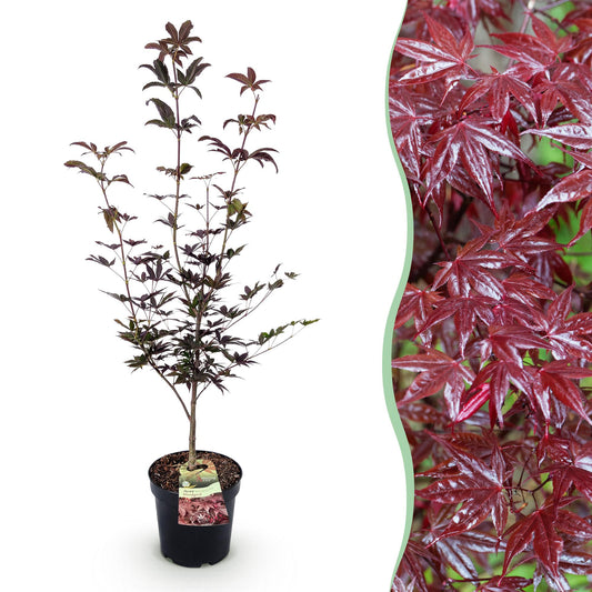 Green boutiQ - Gartenpflanze - Acer palmatum Bloodgood - Japanischer Ahorn - Laubabwerfend - Rot - 1 - Topf 26cm - Höhe 90cm 