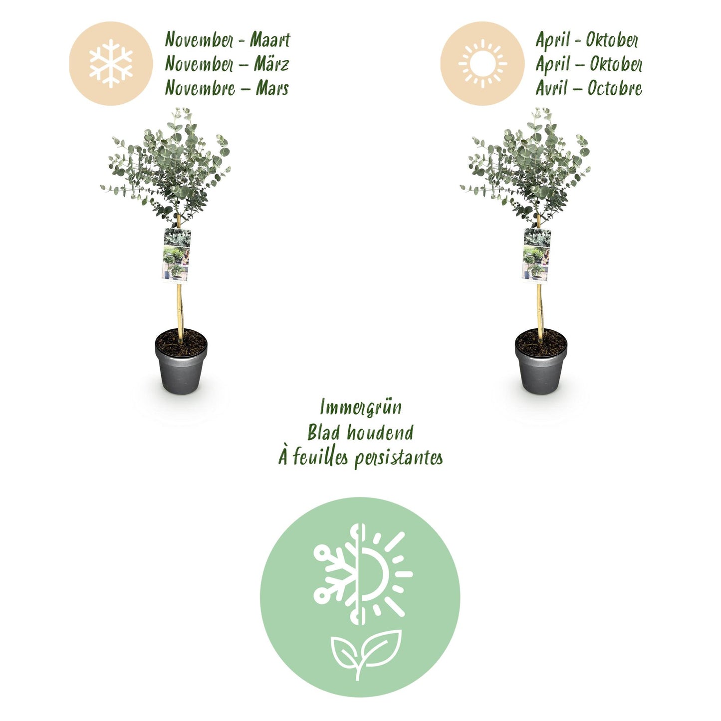 GreenboutiQ - Pflanzen auf Stamm - Eucalyptus gunni Azure - Terrassenpflanze - Immergrün - Winterhart - Graues Blatt - Topf 19 cm Höhe 90 cm 