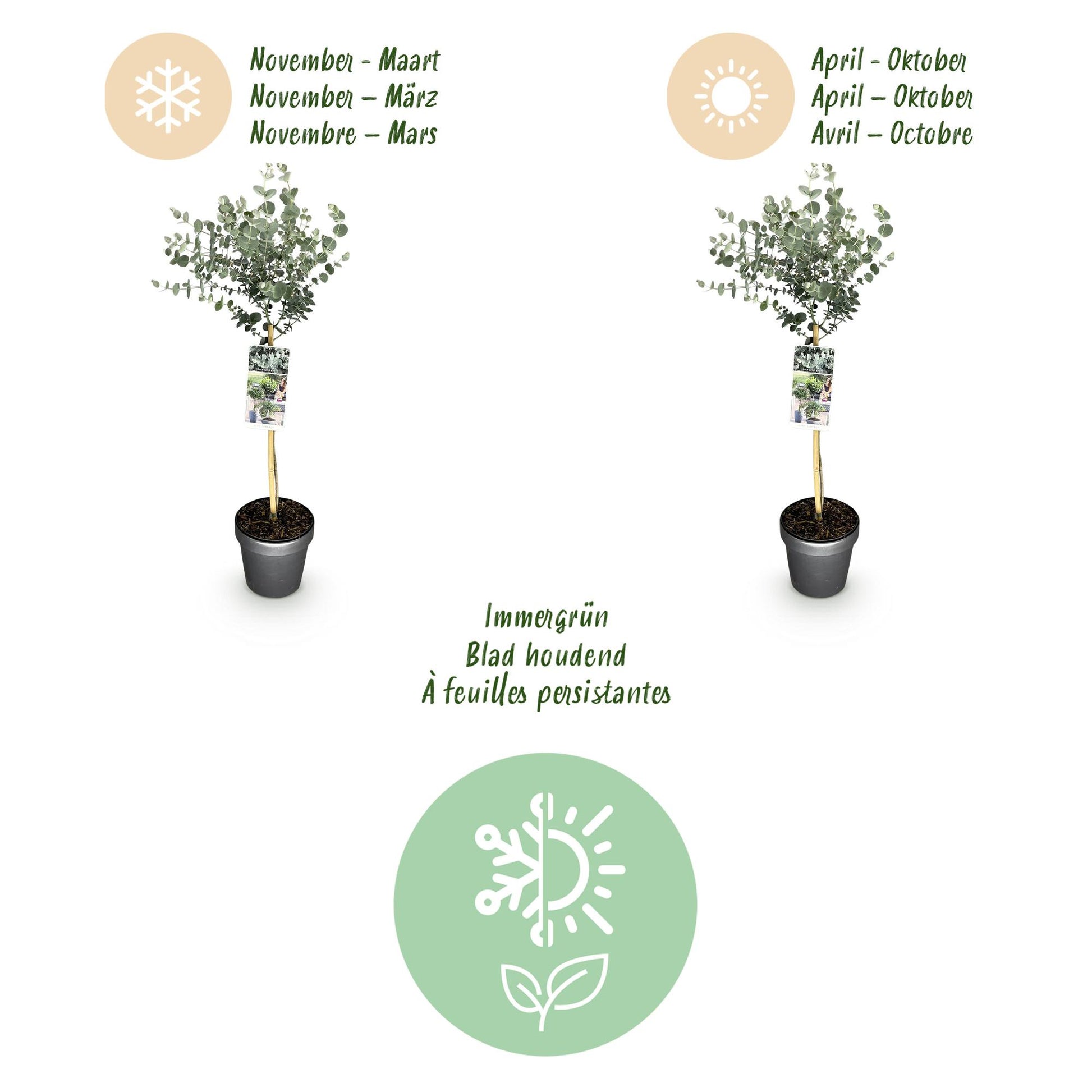 GreenboutiQ - Pflanzen auf Stamm - Eucalyptus gunni Azure - Terrassenpflanze - Immergrün - Winterhart - Graues Blatt - Topf 19 cm Höhe 90 cm 