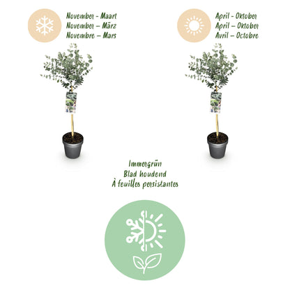 GreenboutiQ - Pflanzen auf Stamm - Eucalyptus gunni Azure - Terrassenpflanze - Immergrün - Winterhart - Graues Blatt - Topf 19 cm Höhe 90 cm 