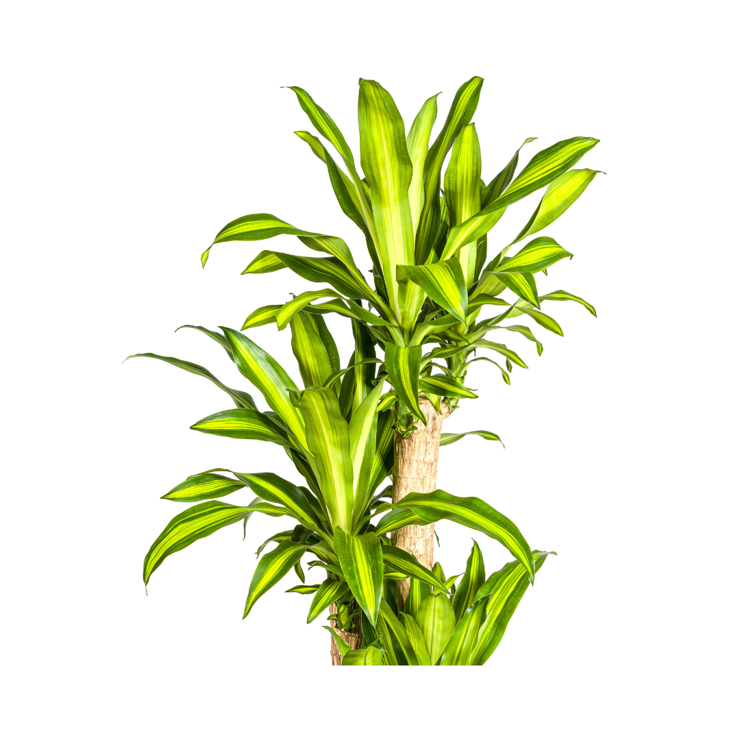 Drachenbaum - Dracaena Fragrans Massangeana - Zimmerpflanze - Ø30cm - ↕170 - 190cm