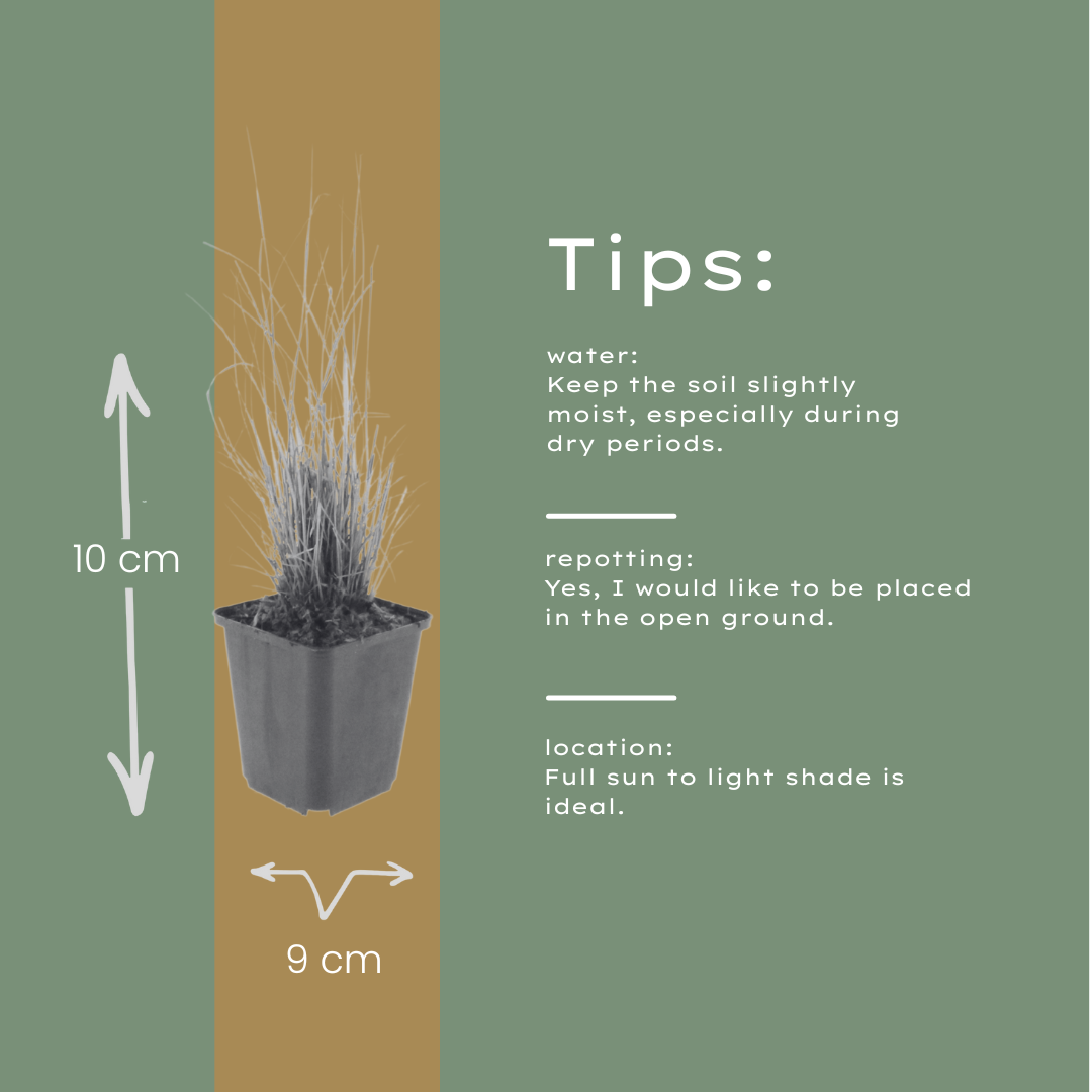 Diamantgras Calamagrostis brachytricha – 24 Pflanzen – 10-25cm – Ø9cm – Winterhartes Ziergras mit rosafarbenen Blütenrispen – Gartengras für Beet & Halbschatten