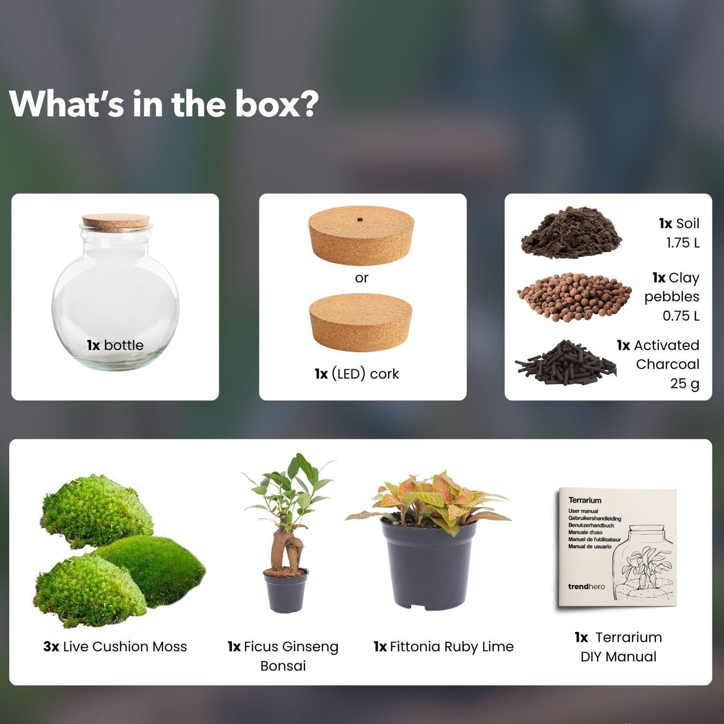 Flaschengarten - Teddy bonsai - ↕ 26,5 cm - Met LED-kurk 