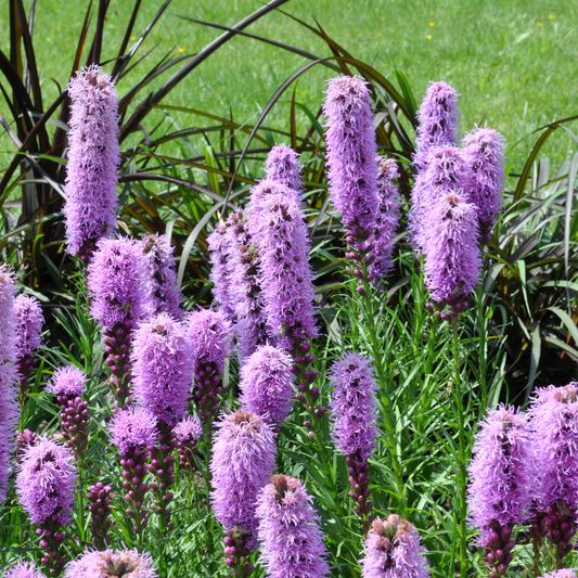 Liatris spicata – 12 Pflanzen – Ø9cm – Höhe 10-25cm – Winterharte Staude – Violettrosa Blütenähren – Bienen- & Schmetterlingsfreundlich für Beet & Präriegarten