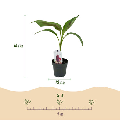 Bananenpflanze Musa sikkimensis Red Tiger – 4 Pflanzen – Ø12 cm – Höhe ca. 30 cm – Exotische Zimmer- & Terrassenpflanze 