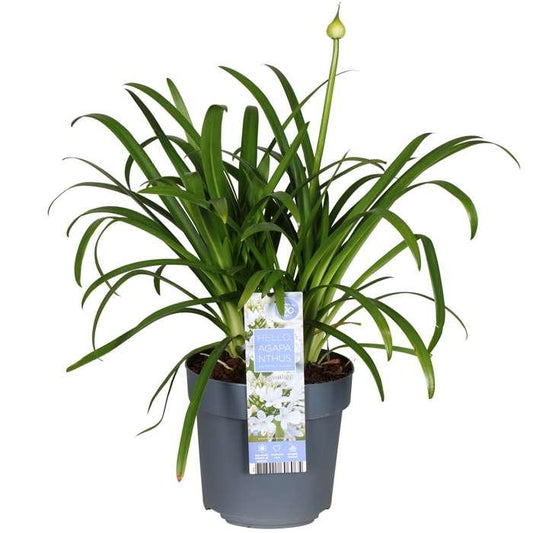Schmucklilie - Agapanthus 'Ever White' - Ø19cm - ↕30cm 