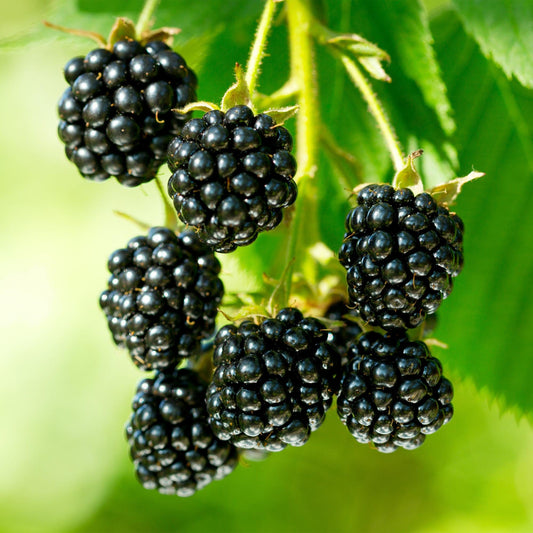 Green boutiQ - Fruit Plant - Rubus occ. Black Jewel - Blackberry Plant - Hardy - Black Raspberry - 2 Plants - Pot 15cm - Height 50cm 