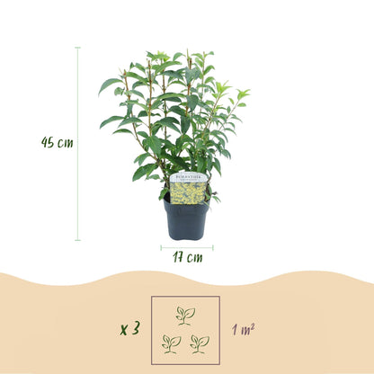 GreenboutiQ - Sträucher - Forsythia intermedia Goldrauch - Blüte Gelb - 1 Pflanze - Laubabwerfend - Wenig Pflege - Topf 17cm Höhe 45cm 