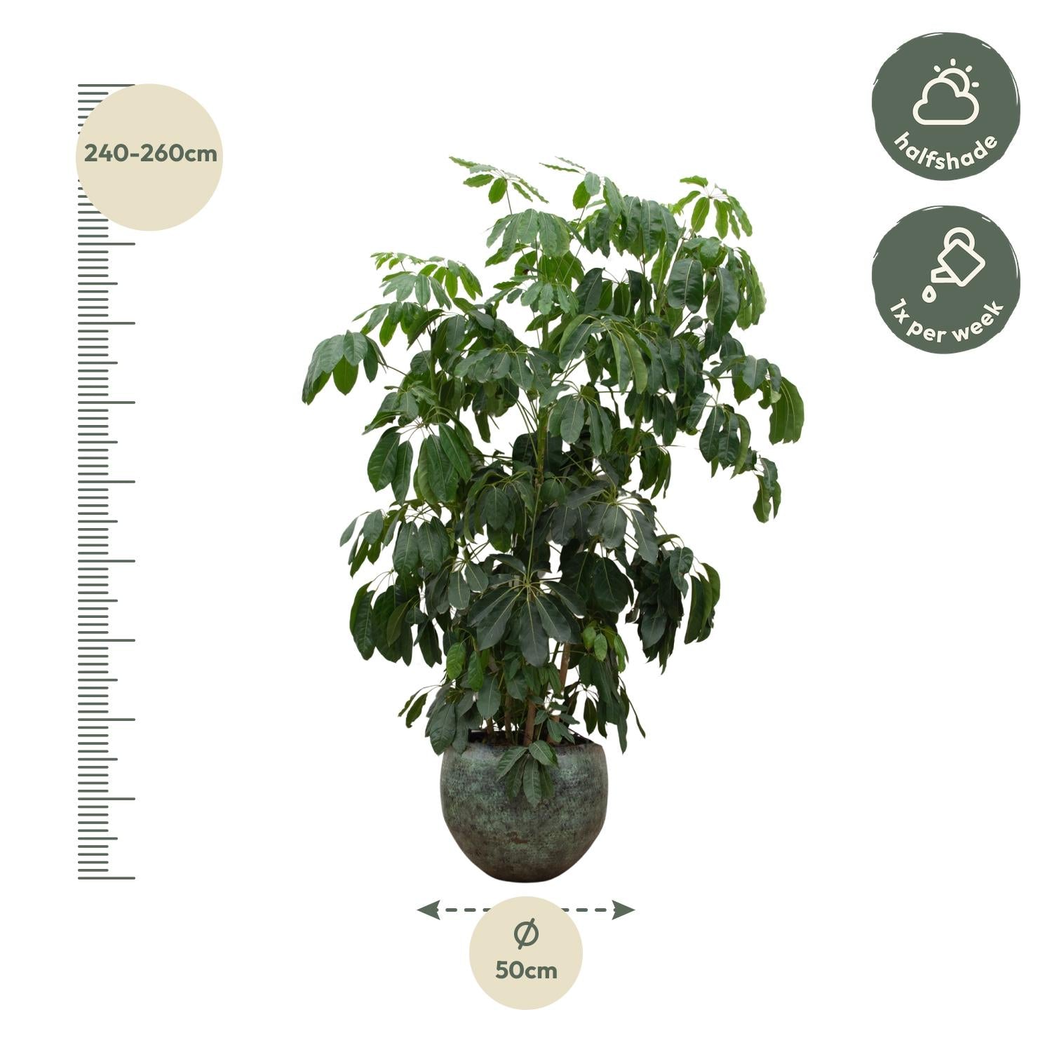 Schefflera Amate XL - 220 cm - ø45 