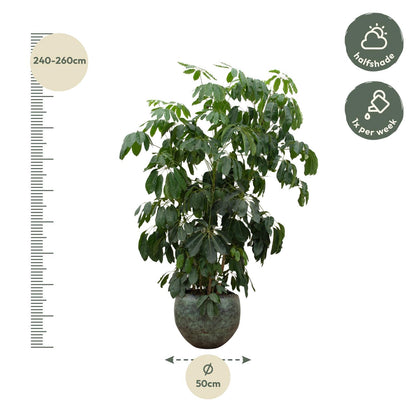 Schefflera Amate XL - 220 cm - ø45 