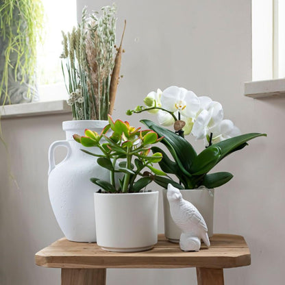 Kolibri Orchids | weiße Phalaenopsis Orchidee Topfgröße Ø9cm | Juwel Grönland - blühende Kampferpflanze - frisch vom Züchter 