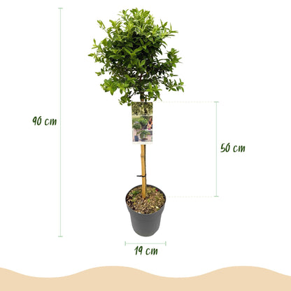 Euonymus fortunei ‘Harlequin’ – Immergrüne Stamm-Pflanze – Terrassen- & Gartenpflanze – pflegeleicht & kompakt – Topf Ø19cm – Höhe ca. 90cm 