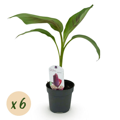 Bananenpflanze Musa sikkemensis Red Tiger – 6 Pflanzen – Winterhart – Obstpflanze – Topf 12 cm, Höhe ca. 30 cm 