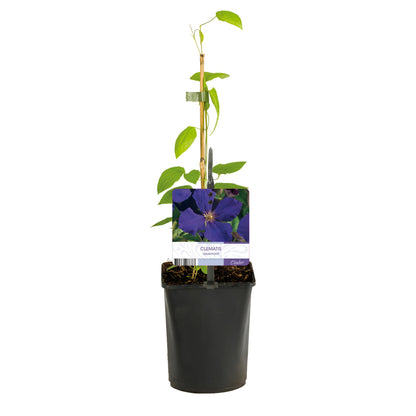 Kletterpflanze - Clematis Jackmanii - Blüte Blau - Wenig Pflege - 2 Pflanzen - Topf 11cm Höhe 40cm