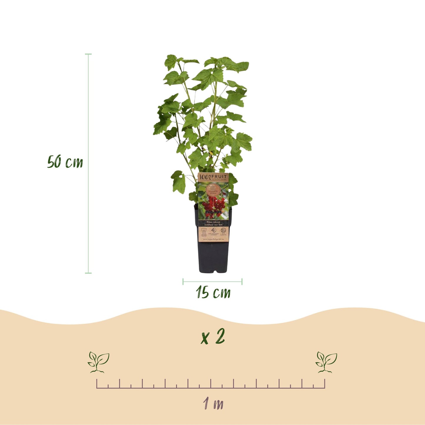 Green boutiQ - Fruit plant - Ribes rubrum Jonkheer van Tets - Berry Plant - Hardy - Red Currant - 2 Plants - Pot 15cm - Height 50cm 