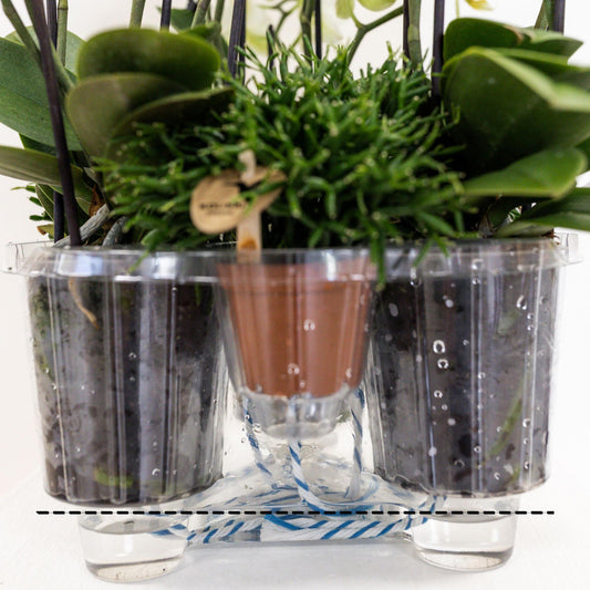 Kolibri Orchids | weißes Orchideen-Set im Schilfkorb inkl. Wassertank | drei gebogene weiße Orchideen Niagara Fall 12cm | Mono Bouquet weiß mit autarkem Wassertank 