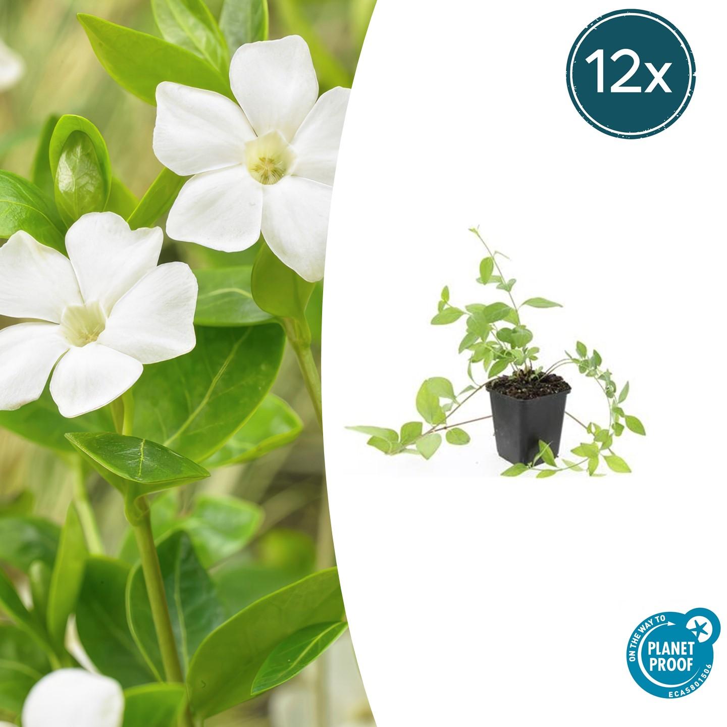 Immergrün Vinca major 'Alba' – 12 Pflanzen – Weißblühender Bodendecker – Ø9cm – ↕10–25cm – Pflegeleicht & Ganzjährig – Für Schatten & Halbschatten