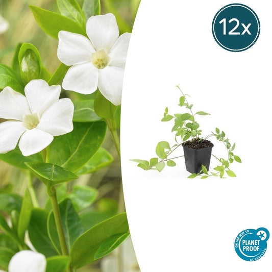 Immergrün Vinca major 'Alba' – 12 Pflanzen – Weißblühender Bodendecker – Ø9cm – ↕10–25cm – Pflegeleicht & Ganzjährig – Für Schatten & Halbschatten