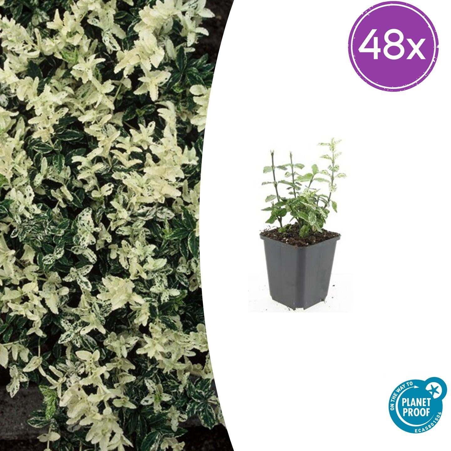Euonymus fortunei 'Harlequin' – Buntlaubiger Bodendecker – 48 Pflanzen – Immergrün & winterhart – Ø9cm – ↕10–25cm – Für Beet, Topf & Schattenbereiche 