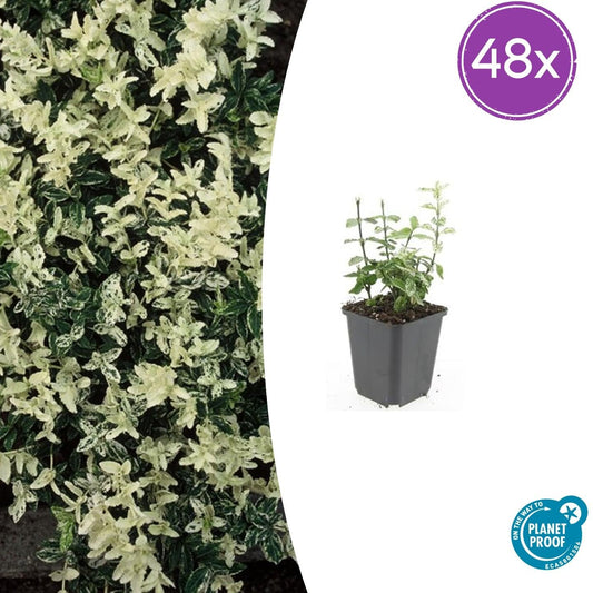 Euonymus fortunei 'Harlequin' – Buntlaubiger Bodendecker – 48 Pflanzen – Immergrün & winterhart – Ø9cm – ↕10–25cm – Für Beet, Topf & Schattenbereiche 
