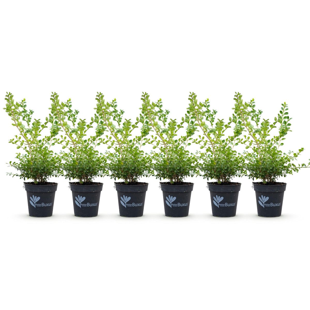 GreenboutiQ - Buxus Hecke - BetterBuxus Babylon Beauty - Resistenz gegen den Buxus-Schimmel - 6 Pflanzen - 1 laufender Meter - Topf 13cm Höhe 30-35 