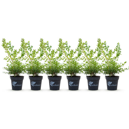 GreenboutiQ - Buxus Hecke - BetterBuxus Babylon Beauty - Resistenz gegen den Buxus-Schimmel - 6 Pflanzen - 1 laufender Meter - Topf 13cm Höhe 30-35 