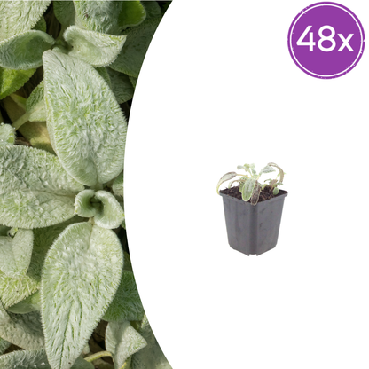 Stachys byzantina Silver Carpet – 48 Pflanzen – Ø9cm – Höhe 10-25cm – Winterharte Bodendecker Staude – Silberlaub – Trockenheitsresistent für Beet & Steingarten - Oasis of Life
