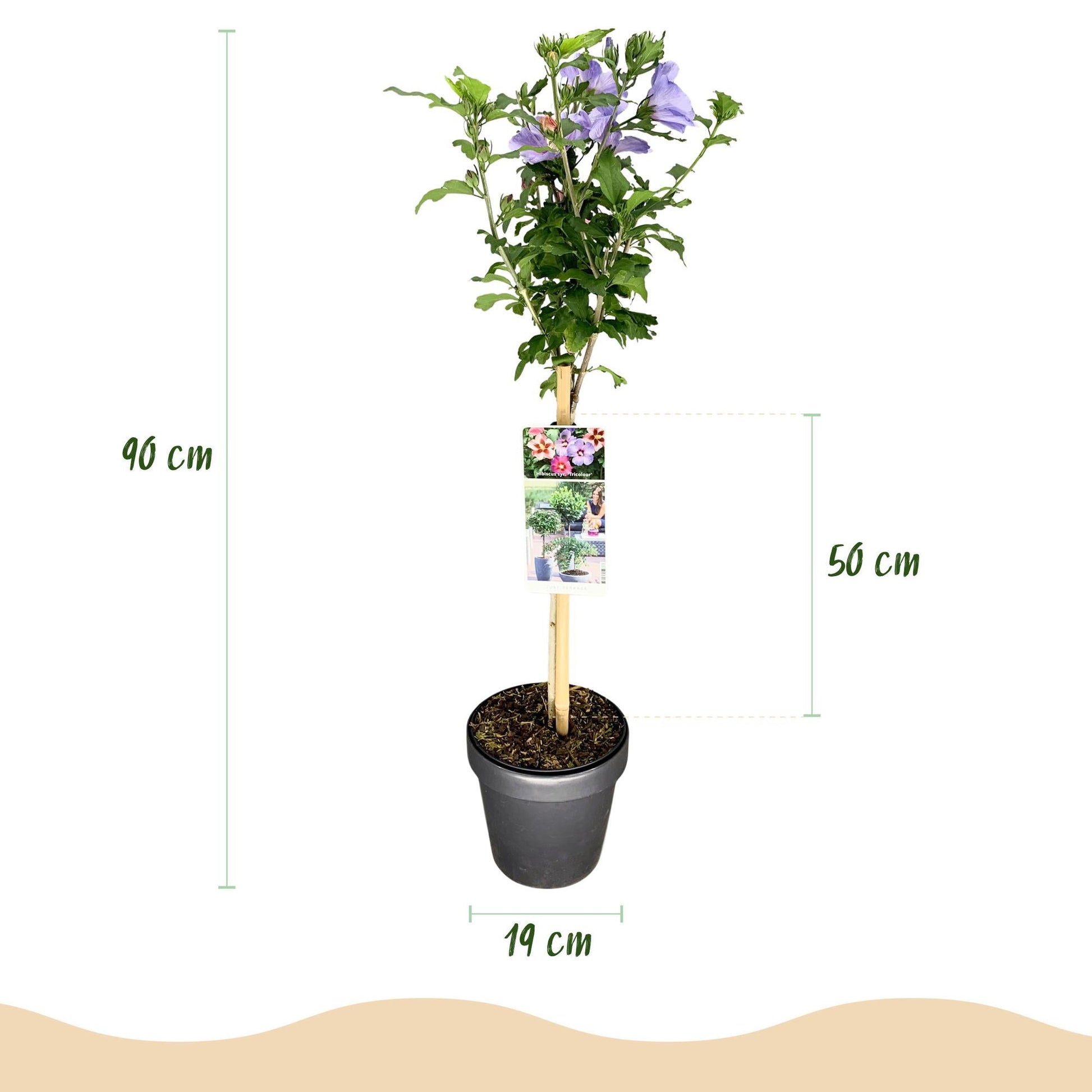 Hibiscus syriacus Tricolour – Blühende Stamm-Pflanze mit dreifarbigen Blüten – Laubabwerfend & pflegeleicht – Ø19 cm – Höhe ca. 90 cm – Für Terrasse & Balkon 