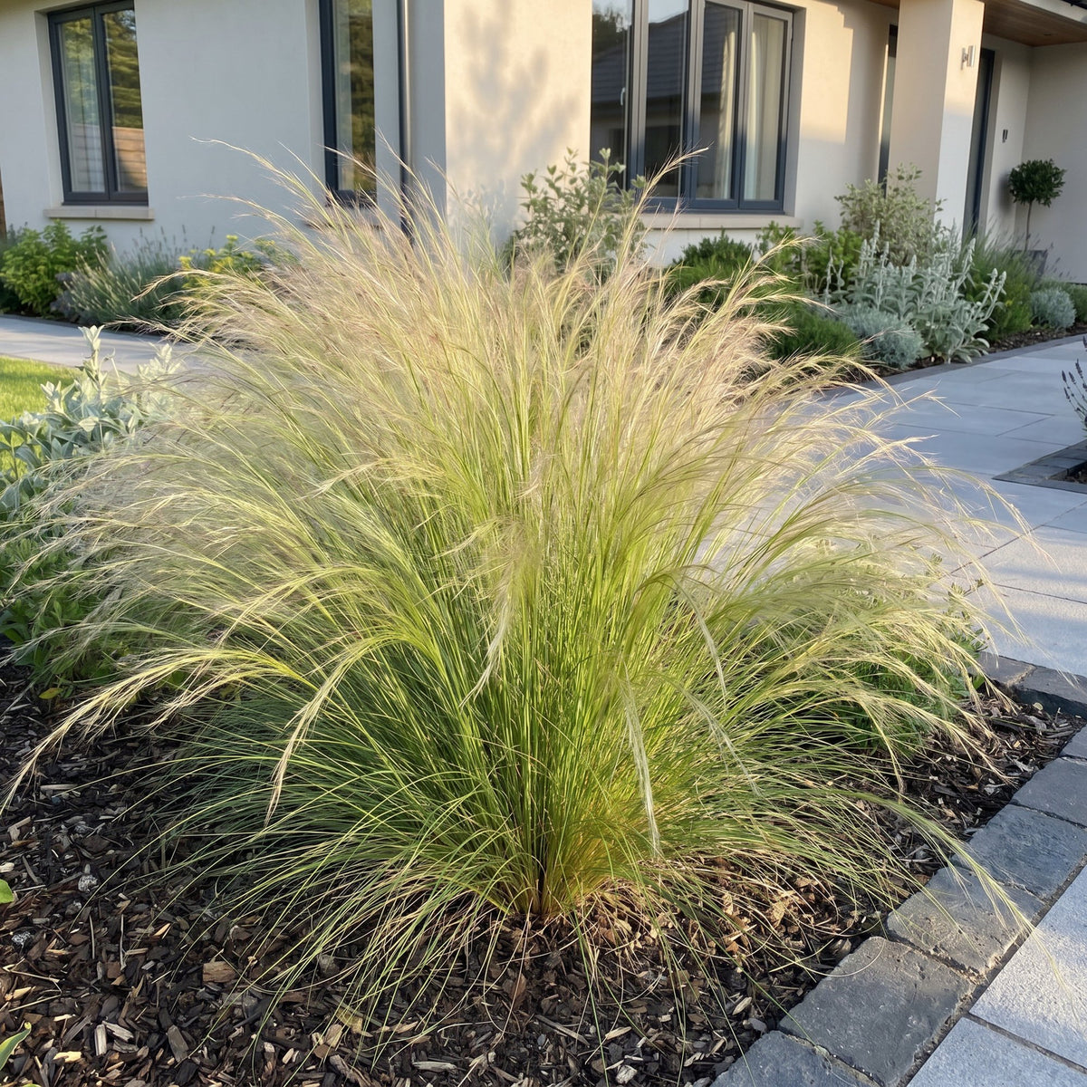 Federgras 'Ponytails' – Stipa tenuissima 'Ponytails' – 6 Pflanzen – Topf Ø11cm – Staude für Garten & Balkon