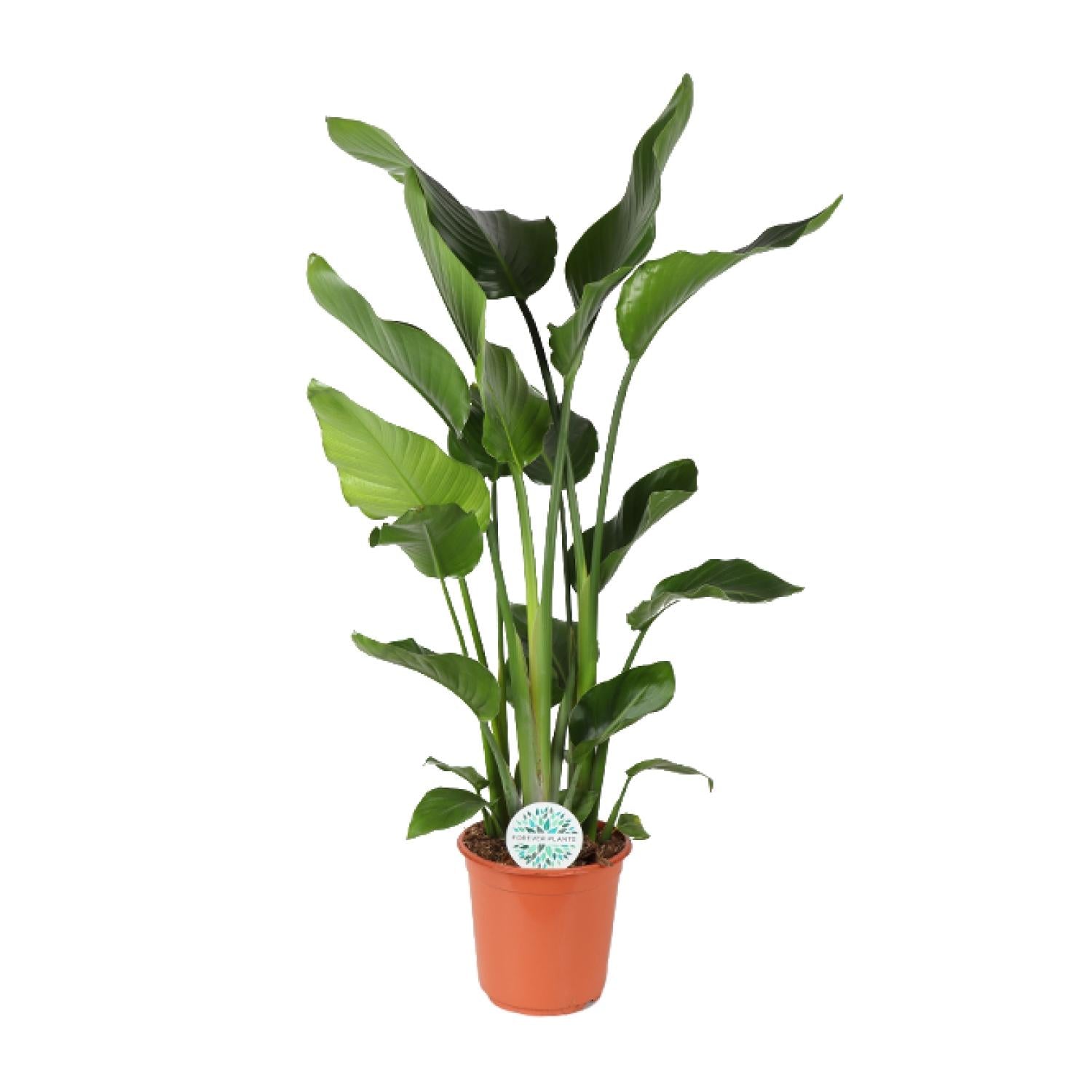 Baum-Strelitzie Strelitzia Nicolai – Zimmerpflanze – Ø24 cm – Höhe 110 cm – Paradiesvogelblume – Pflegeleicht – Halbschatten 