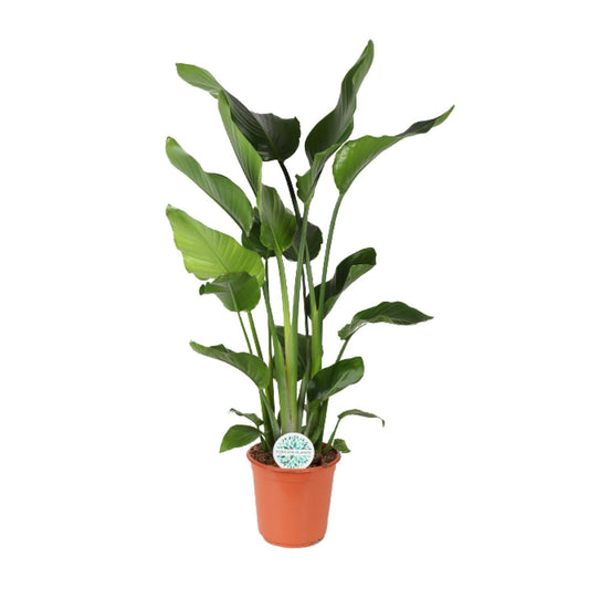 Baum-Strelitzie Strelitzia Nicolai – Zimmerpflanze – Ø24 cm – Höhe 110 cm – Paradiesvogelblume – Pflegeleicht – Halbschatten 