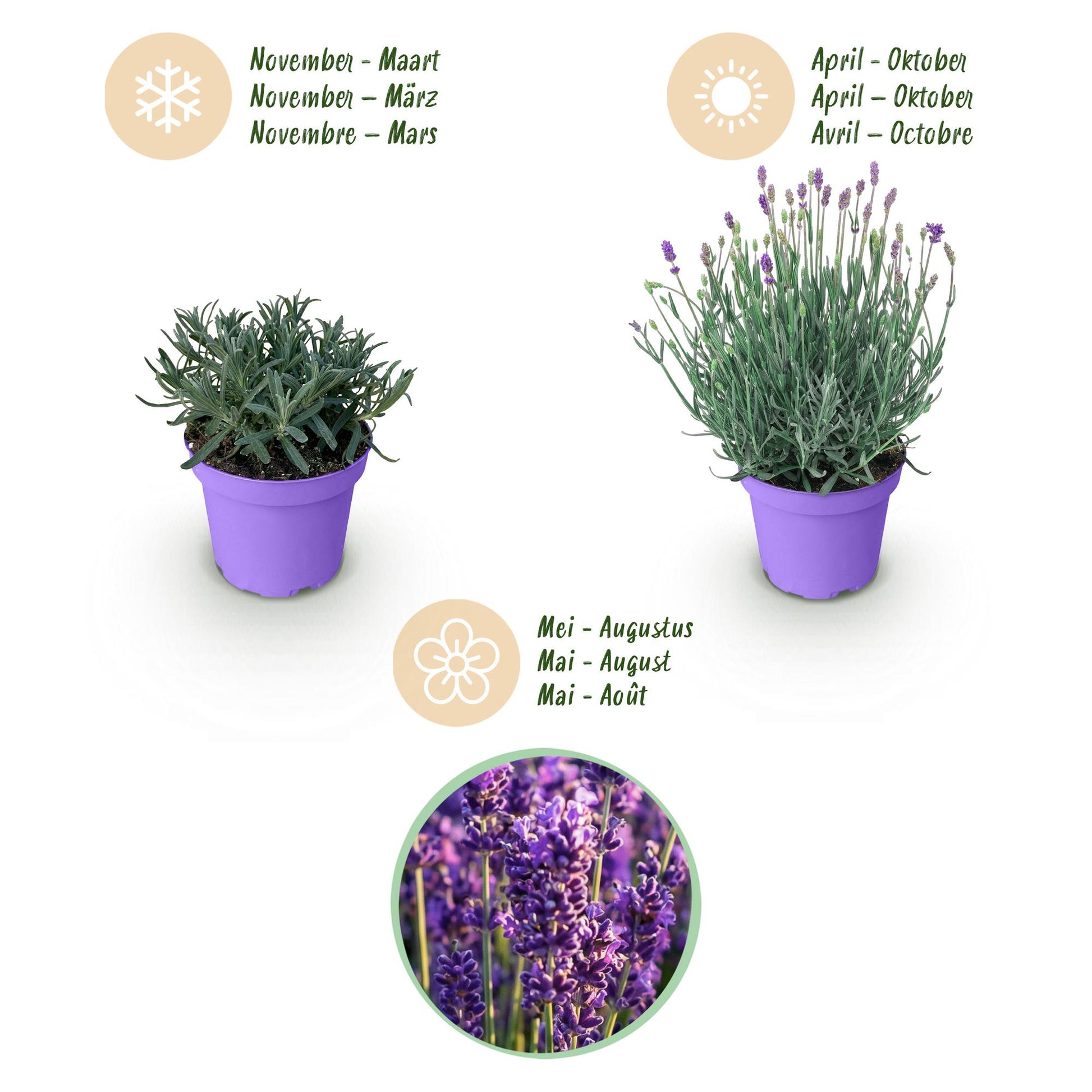 Green boutiQ - Gartenpflanze - Lavandula angustifolia Munstead - Lavendel - Winterhart - Lila - 6 Pflanzen - Topf 12cm - Höhe 15-25cm 