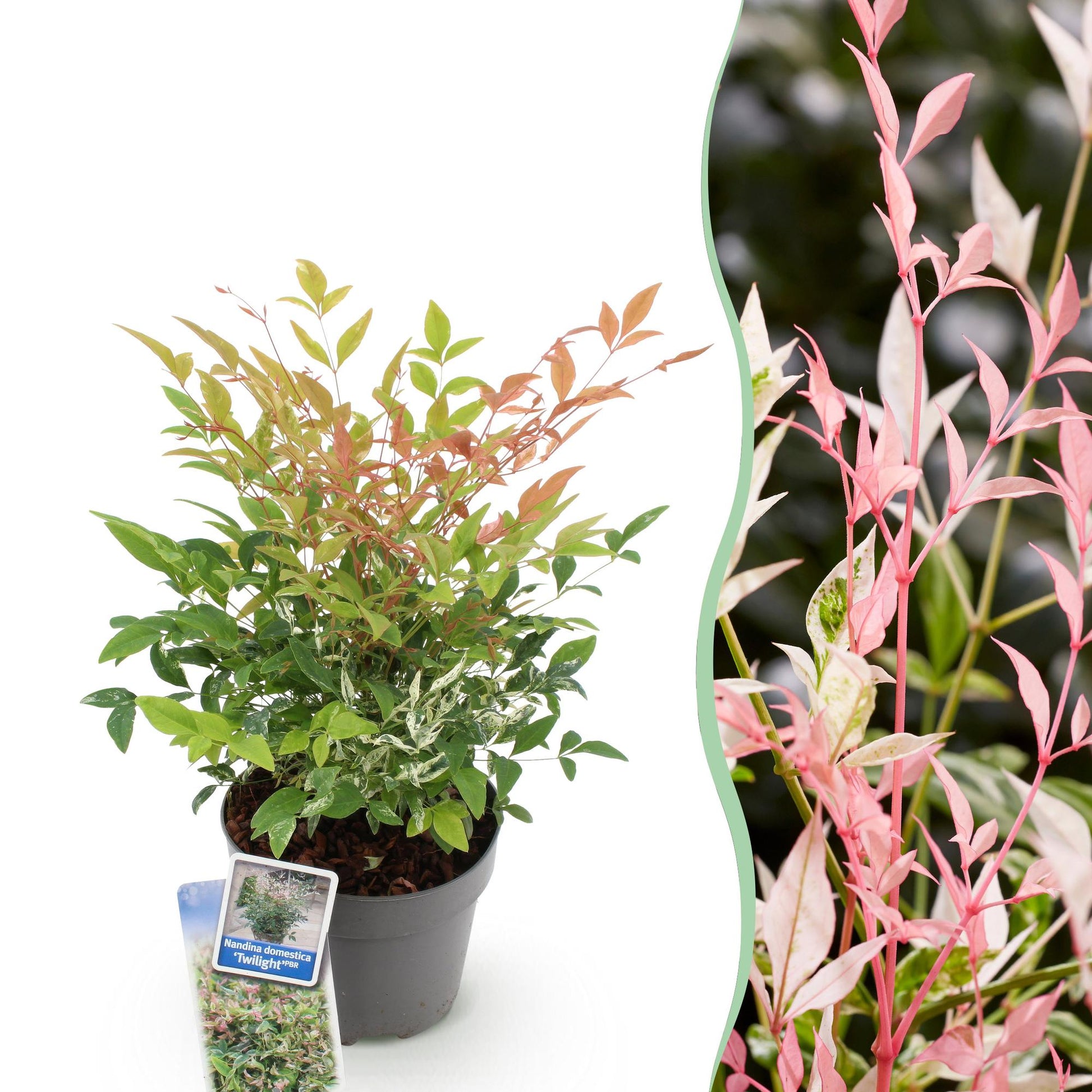 GreenboutiQ - Gartenpflanze - Nandina Twilight - Bunt & Rosa - 1 Pflanze - Immergrün - Wenig Pflege - Topf 17cm Höhe 45cm 