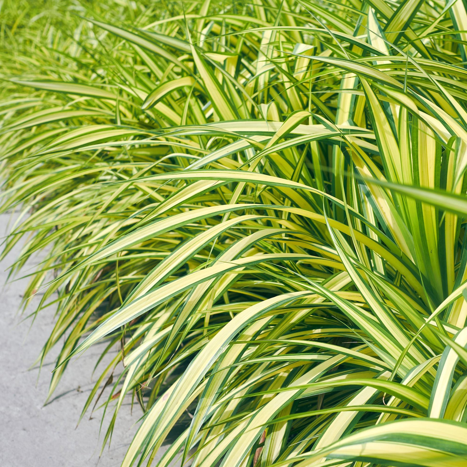 Ziergras Carex oshimensis 'Evergold' – Immergrün – 2 Pflanzen – Ø17 cm – Höhe 50 cm – Gelb-Grün gestreift – Pflegeleicht – Für Sonne & Schatten – Beet, Balkon & Kübel 