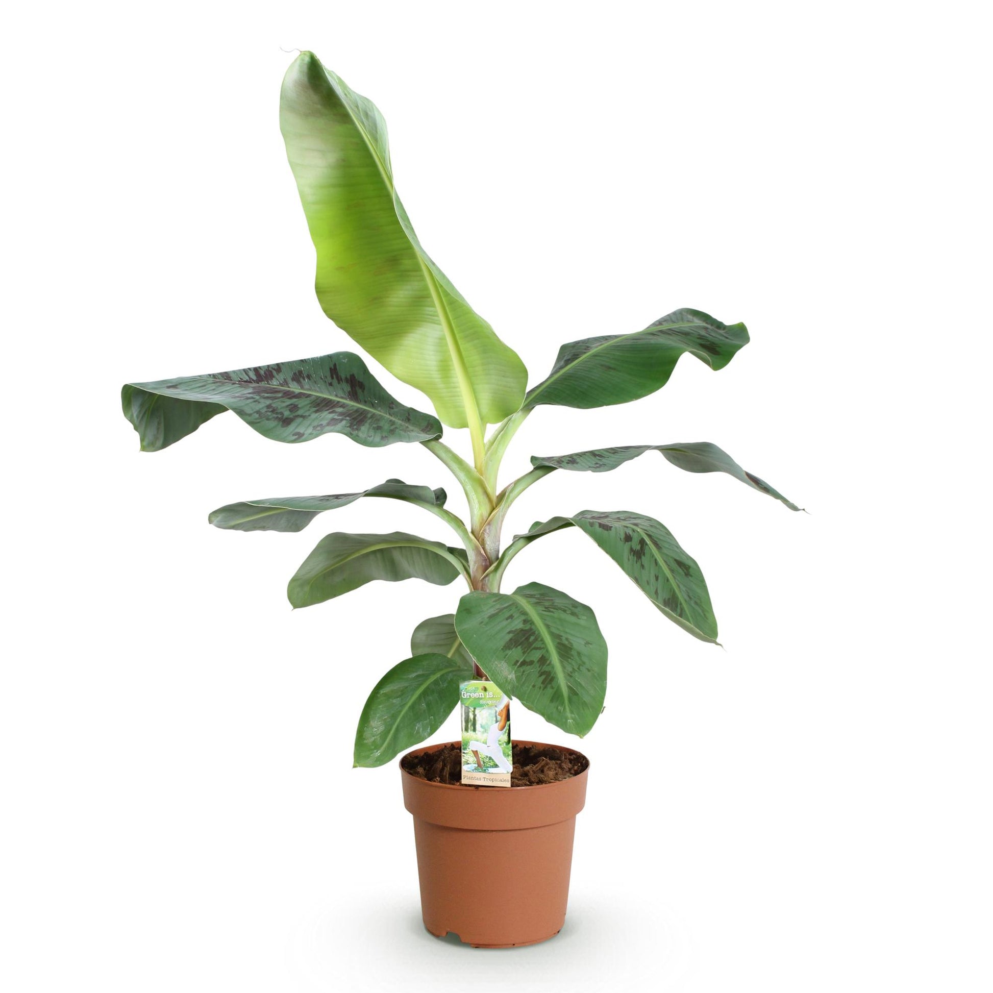 Green boutiQ - Zimmerpflanzen - Musa acuminata Dwarf Cavendisch - Bananenpflanze - Wenig Pflege - Grün - 1 Pflanze - Topf 21cm - Höhe 70-75cm 