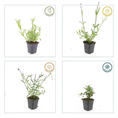 Verbena bonariensis – 24 Pflanzen – ↕10-25cm – Ø9cm – Patagonisches Eisenkraut – Luftige Staude, bienenfreundlich & winterhart 