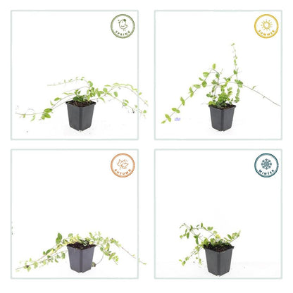 Vinca minor 'Blue and Gold' – 48 Pflanzen – Immergrüner Bodendecker – Blau-lila Blüten – Goldgelbe Blätter – 10–25 cm – Ø9 cm – Schattentolerant & pflegeleicht