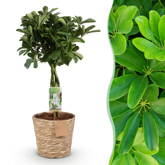 Green boutiQ - Zimmerpflanzen - Schefflera Nora - Fingerbaum - Wenig Pflege - mit Korb - Grün - 1 Pflanze - Topf 21cm - Höhe 70-82cm 