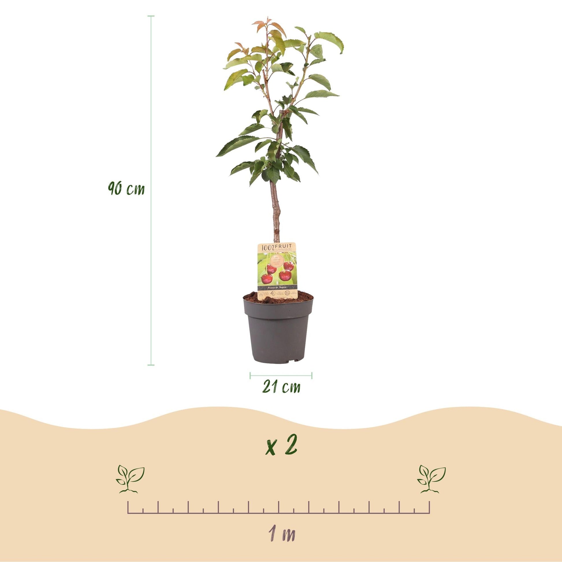 Kirschbaum Prunus avium Regina – Rote Kirsche – Obstbaum im Ø21cm – Höhe ca. 90cm – Süße Kirschen, pflegeleicht & gesund – Perfekt für Garten & Balkon 