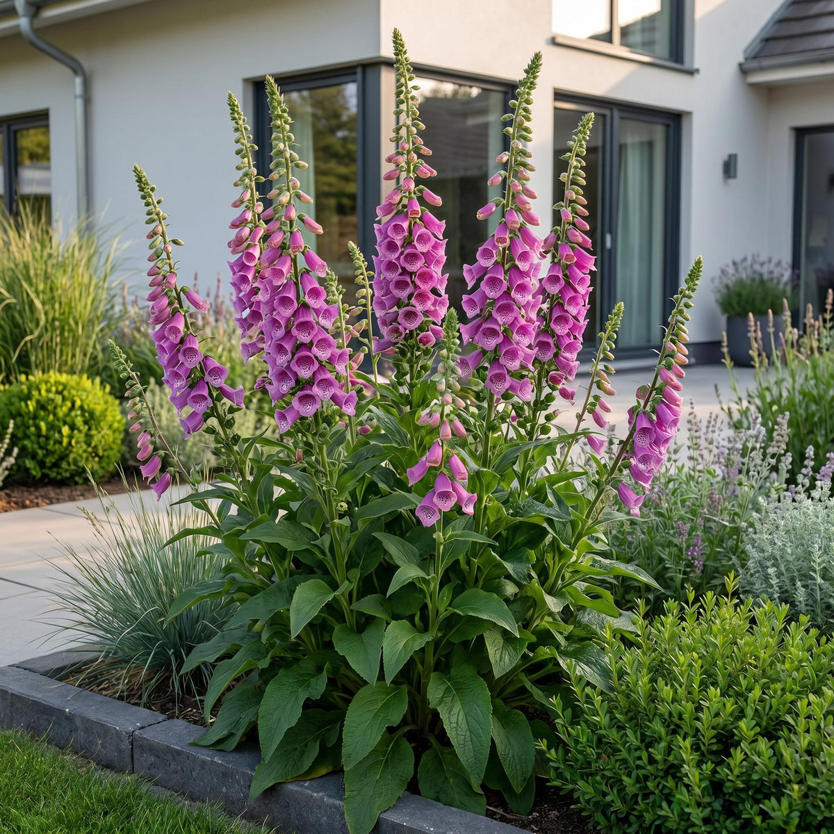 Fingerhut 'Dalmatian Purple' – Digitalis purpurea 'Dalmatian Purple' – 6 Pflanzen – Topf Ø11cm – Bienenfreundliche Staude für Garten & Balkon