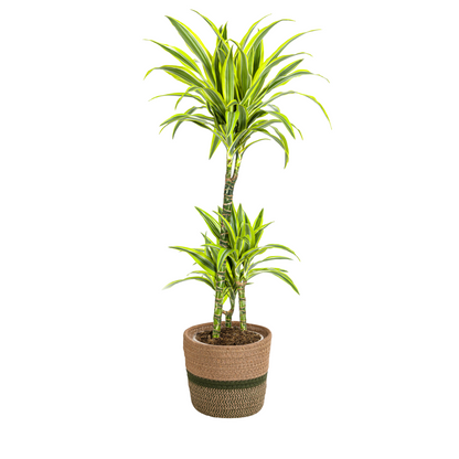 Dracaena Deremensis Lemon Lime mit Korb Ø21cm - ↕90 - 110cm 